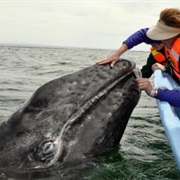 Pet Whales in Baja California, Mexico