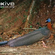 Argus (Pheasant)