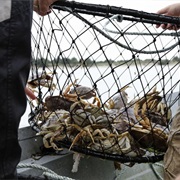 Go Crabbing or Clamming
