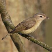 Warbling Vireo