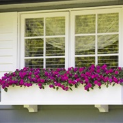 Window Boxes