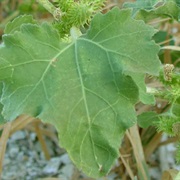 Rough Cocklebur (Xanthium Strumarium)