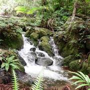 Mount Lewis National Park (QLD)