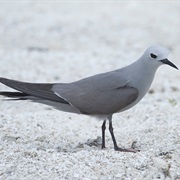 Blue-Gray Noddy
