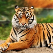 Tigers Have Striped Skin as Well as Their Fur.