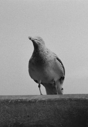 Johnny, Lady, and the Tramp as Unnamed Seagulls (The Lighthouse) (2019)