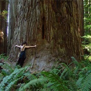 Hug a Redwood