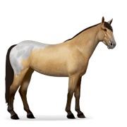 Mustang - Dun Blanket