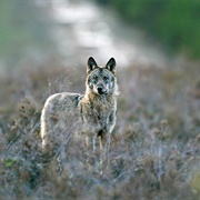 Sierra De La Culebra, Spain