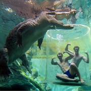 Swim With a Crocodile