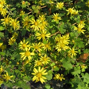 Indian Chrysanthemum (Chrysanthemum Indicum)