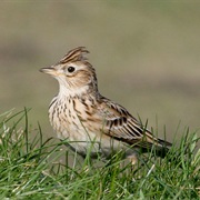 Sky Lark