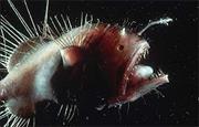 Anglerfish
