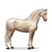 Purebred Spanish Horse - Cremello