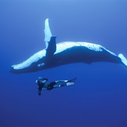 Humpbacks, Tonga