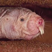 Naked Mole Rat
