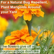 Marigolds to Repel Insects
