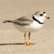Piping Plover