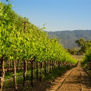 Take a Wine Tour in Santa Barbara