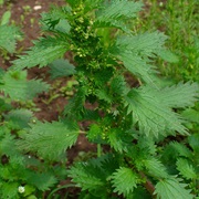 Annual Nettle (Urtica Urens)