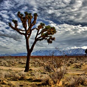The Mohave Desert