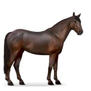 Mustang - Dark Bay