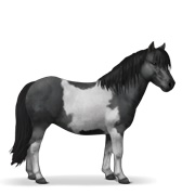 Shetland - Black Tobiano