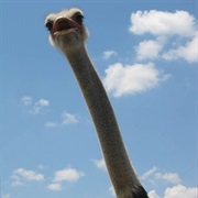 Ostrich