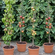 Grow and Eat Your Own Food