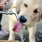 You Forget to Give It Water