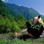 Volunteer at Sichuan's Giant Panda Sanctuary