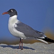 Laughing Gull