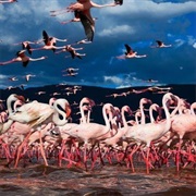 Lake Kenya & Great Rift Valley