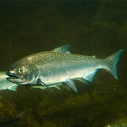 Coho Salmon (Aka: Silver Salmon, Silversides &amp; Hookbill)