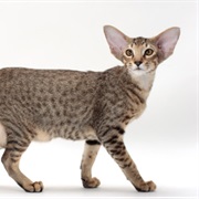 Oriental Shorthair