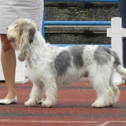 Grand Basset Griffon Vendeen