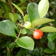 Cedar Bay Cherry (Eugenia Reinwardtiana)