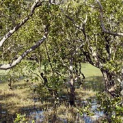 Pahia Mangrove Forest