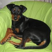 German Pinscher