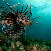 Secret Bay, Anilao, Philippines