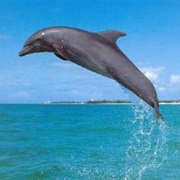 Nager Avec Les Dauphins