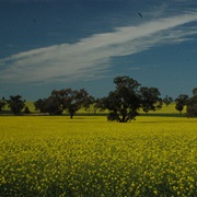 On the Home Run - Canola Fields NSW