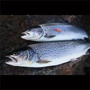 Sea Trout