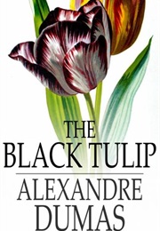 The Black Tulpit (Alexandre Dumas)