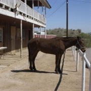 It's a One Horse Town