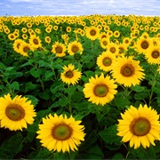 Sunflower Fields of Kansas