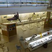 University Museum of Zoology