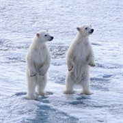 Svalbard Bear Tour
