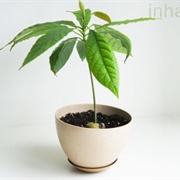 Grow Your Own Avocado Tree