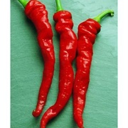 Cayenne Pepper